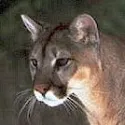 Mountain Lion