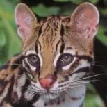 Ocelot
