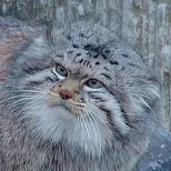 Pallas’s Cat