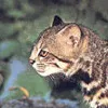 Pampas Cat
