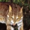 Rusty-spotted Cat