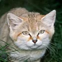 Sand Cat