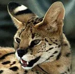 Serval