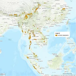 Image shows a map focusing on East and South Asia. There are a scattering of regions highlighted where this cat is Extant (or resident); they are all over the place across China, Myanmar, Thailand, Vietnam, and even down in Malaysia.