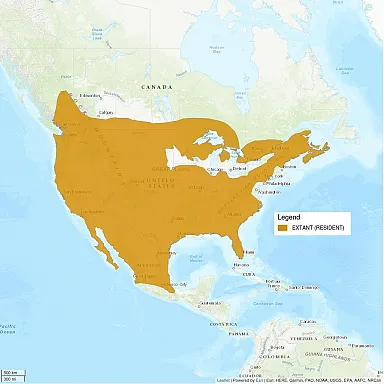 Image shows a distribution map of the bobcat. Most of the United States and Mexico are shaded in, with parts of southern Canada also shaded.