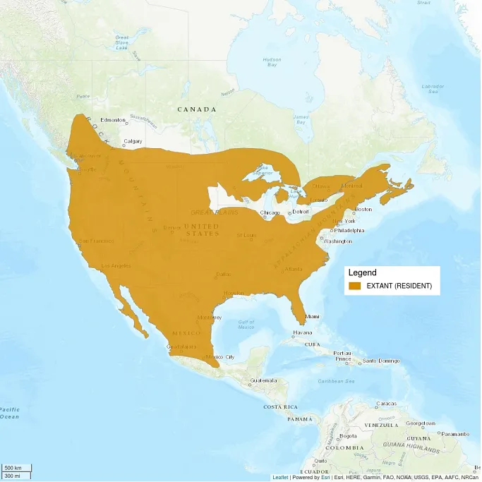 Image shows a distribution map of the bobcat. Most of the United States and Mexico are shaded in, with parts of southern Canada also shaded.