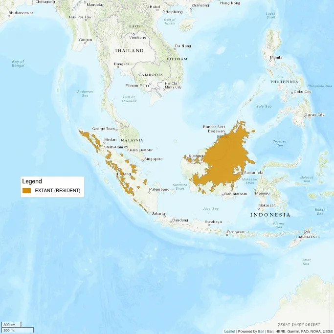 Image shows the distribution map of this cat. The island of Borneo is shaded, with bits of Sumatra and Malaysia shaded as well.