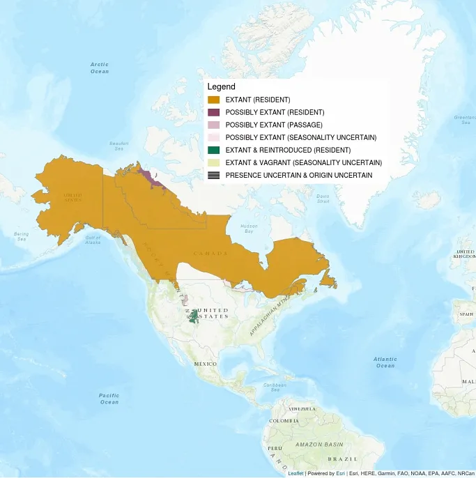 Image shows the distribution map for the Canada Lynx. Almost all of Canada is shaded in, as well as some the northern US and all of Alaska.