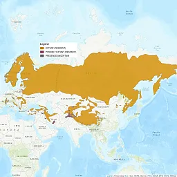 The distribution map of the Eurasian lynx shows all of Asia, Europe, and most of Africa. A very large region is shaded in as extant, or resident, covering all of Russia, all Nordic countries, and extending south a little bit into Mongolia, Kazakhstan, and some into Eastern and Western Europe.