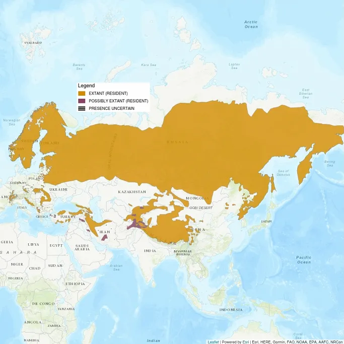 The distribution map of the Eurasian lynx shows all of Asia, Europe, and most of Africa. A very large region is shaded in as extant, or resident, covering all of Russia, all Nordic countries, and extending south a little bit into Mongolia, Kazakhstan, and some into Eastern and Western Europe.