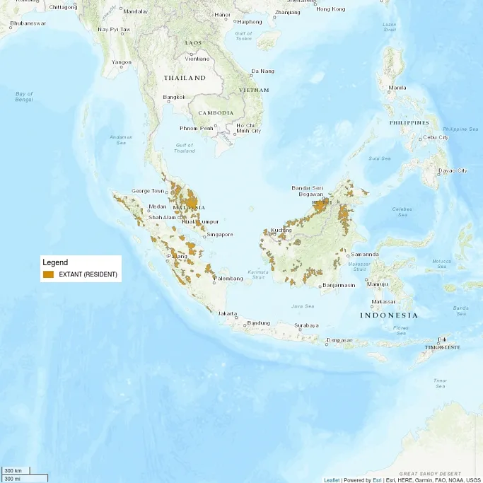Distribution map is centered on South East Asia. There are a scattering of very small regions shaded across Indonesia, Borneo, and Malaysia; it's clear that the distribution for this cat is very scattered and limited.