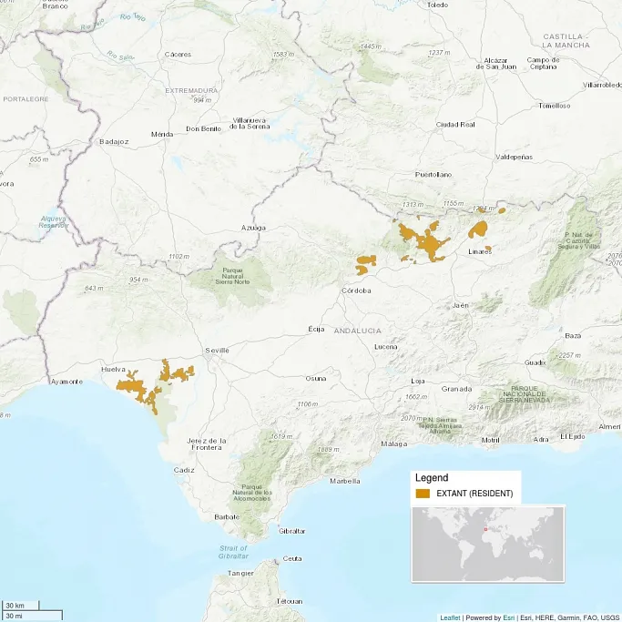 Distribution map is shows a very close view of the Andalusian region of Spain. There are very few small spots shaded in; the distribution is clearly extremely limited.