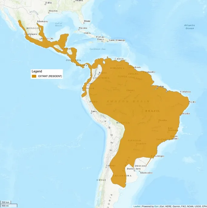 Distribution map centers on Central and South America. There is a very large region shaded in across most of South America, as well as up into Mexico and even into Texas. The shaded region indicates where the Jaguarundi is extant, or resident.