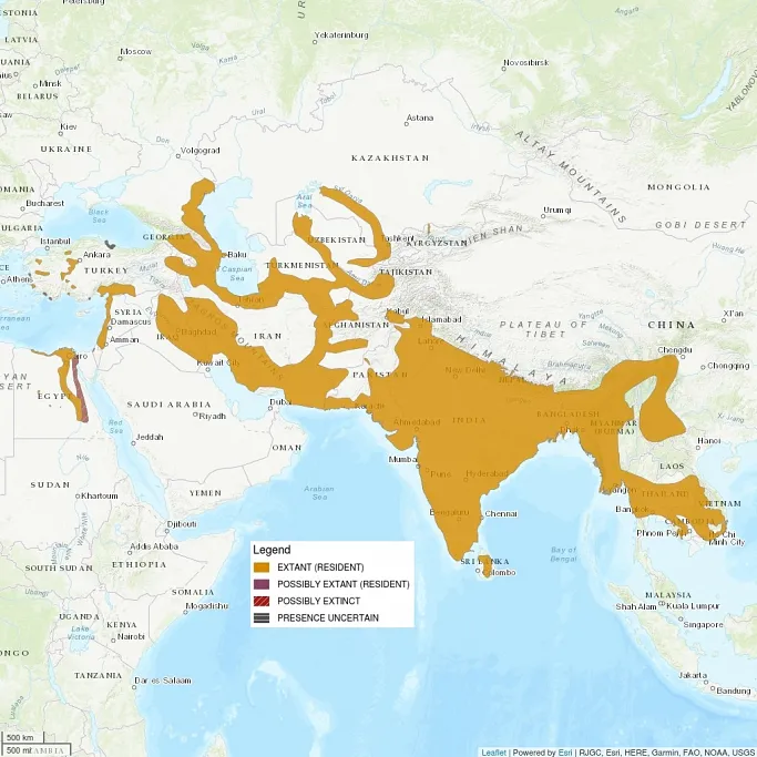 Distribution map, centered on India. All of India, Nepal, and Bangladesh are shaded as 