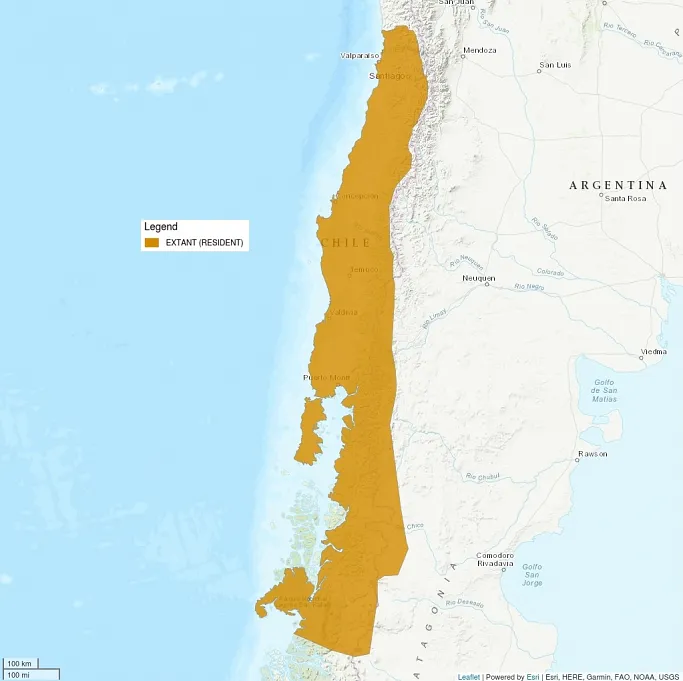 Distribution map showing part of South America, centered on Chile. About half of Chile is shaded in, with some parts of Argentina that touch the Andes mountains also shaded. The shaded region indicates the kodkod is extant, or resident.
