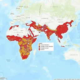 Distribution map shows most of the Eastern Hemisphere, with full views of Europe, Asia, and Africa. There are large regions of Africa, Southern Asia, and the Middle East shaded in red showing where the leopard is extinct from its former range. Within these large red regions are some splotches of orange, showing where the leopard is still extant, or resident. It's a sobering map of where the leopard used to be.
