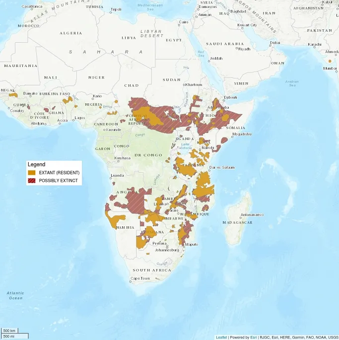 Distribution map centers on Africa. The range of the lion is clearly very fragmented and reduced, showing only some splotches here and there in central Africa and some Southern Africa. The range is shaded as extant, or resident, but is surrounded by large swaths of striped red, showing where the lion is possibly extinct from its former range.