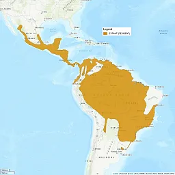 Distribution map shows central and South America. There is a large region shaded in, mostly centering on the Amazon Basin, but also extending up through Central American and through most of Mexico.