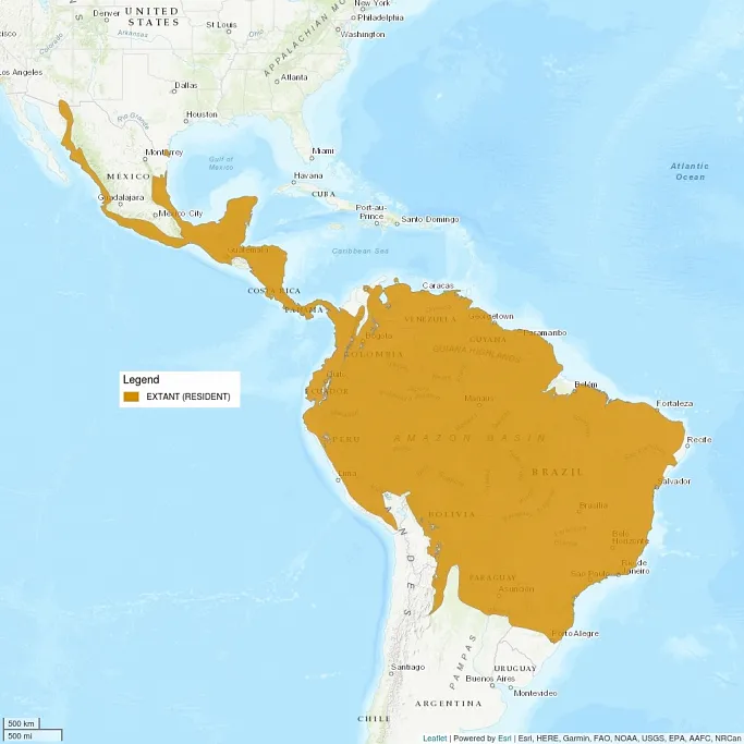 The distribution map centers on Central and South America. There is a large region of South America shaded in, from Porto Alegre and going north all the way up through the coasts of Mexico.