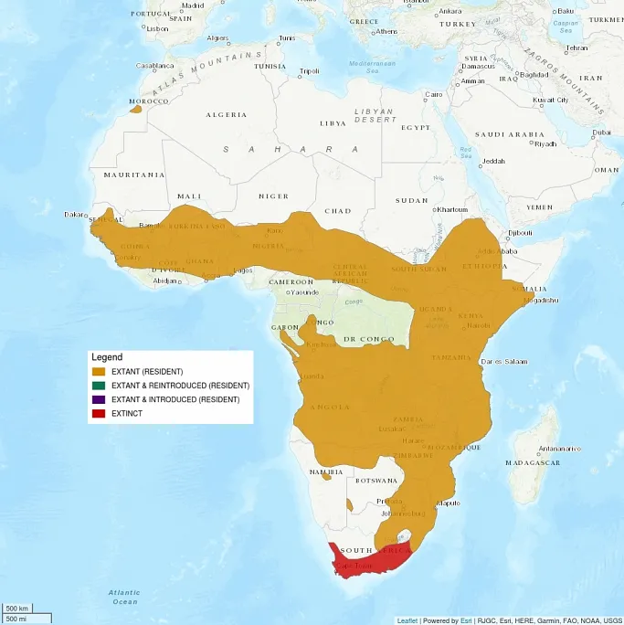 Map shows the African continent. Much of sub-saharan Africa is shaded as being extant, or resident, areas for the serval. Exceptions are the forest regions of the Congo, as well as South Africa. The tip of South Africa is shaded in red, showing that the serval is extinct in that region.