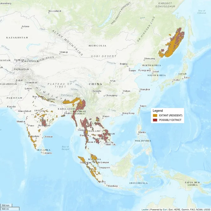 This distribution map shows how incredibly fragmented the tiger's range is. It shows Asia, with a scattering of small regions shaded in India, Nepal, China, Malaysia, and others. Much is shaded as possibly extinct.