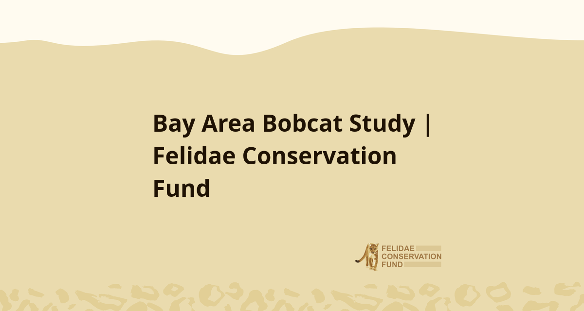 Bay Area Bobcat Study Felidae Conservation Fund